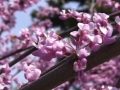 Brushed_Spring_purpleblossums_web