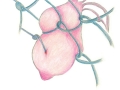 CActusdrawing47