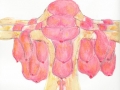 Cactus_drawing_Untitled_35