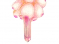 Cactus_drawing_untitled48