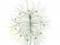 cactusFlower_Untitled38b