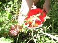 Video_Temporary_tomatoes