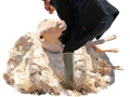 1_shearing