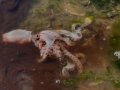 MINE-? video still