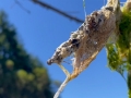 MINE-? video still