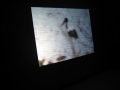 Curatorial_NotionsWilderness2