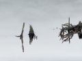 ONE-MASTER_deadtrees