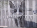 ReagansChildren_cat