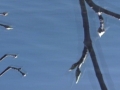branches