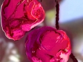 TheyCAllTheirs_Berries4_lg
