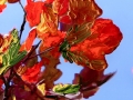 TheyCAllTheirs_Maple1_2