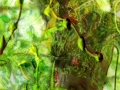 NatureMus_Willow_detail_web